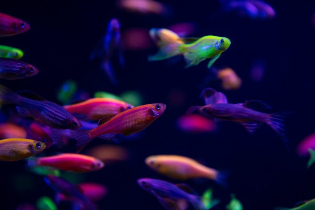 Glow Fish Names