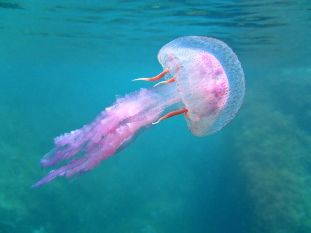 How Do Jellyfish Eat