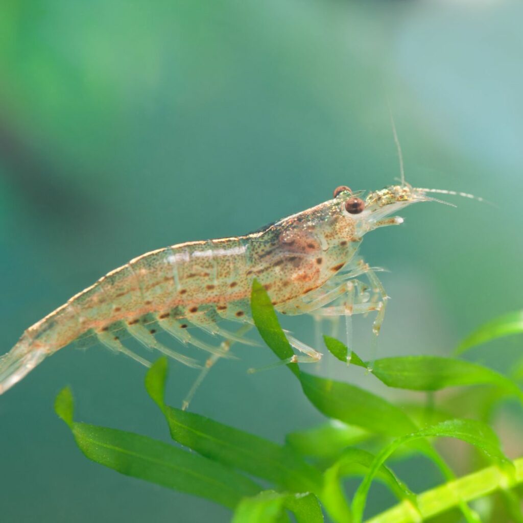 How Often To Feed Shrimp