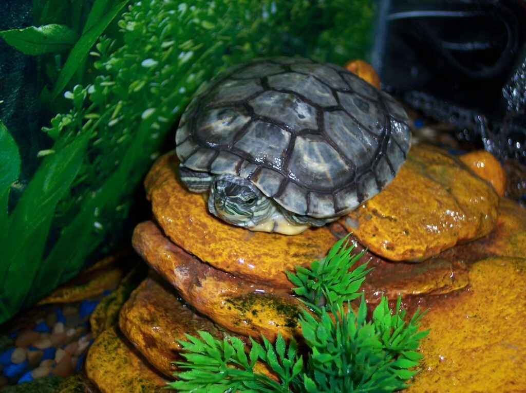 How To Clean Your Turtle’s Tank