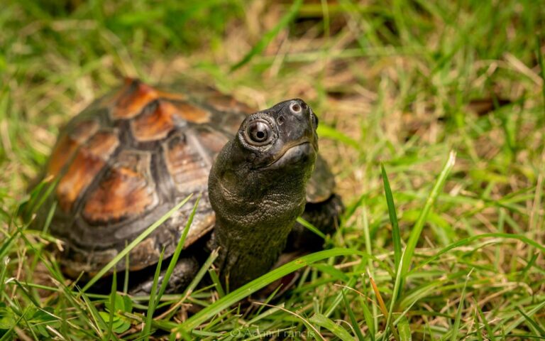 Reves Turtle A Guide To Reeves Turtle Care