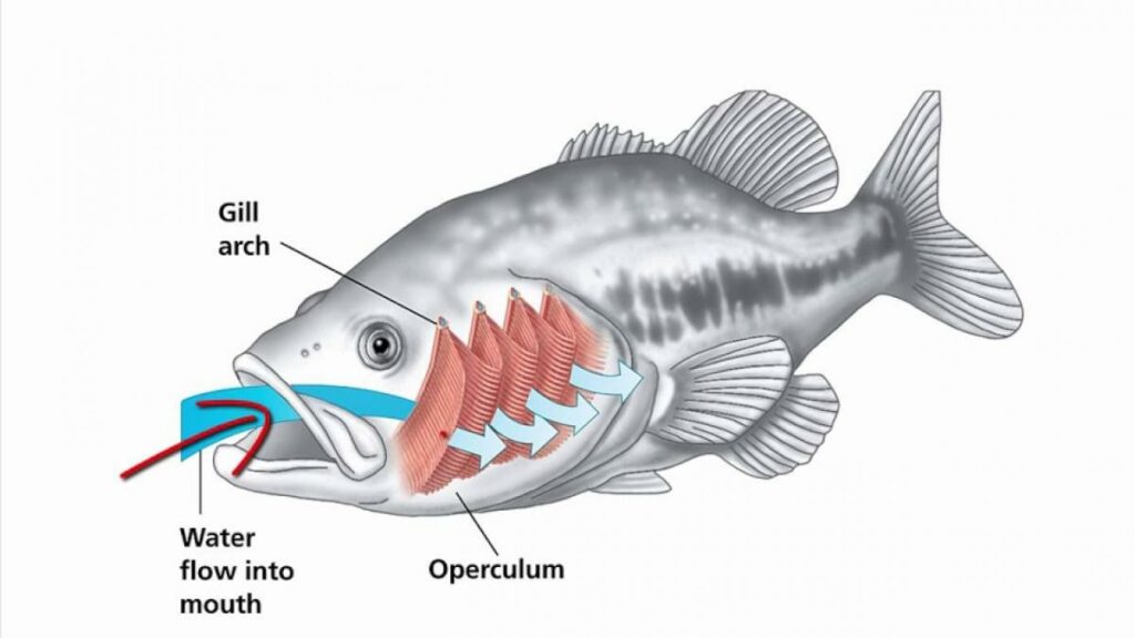 How gills work