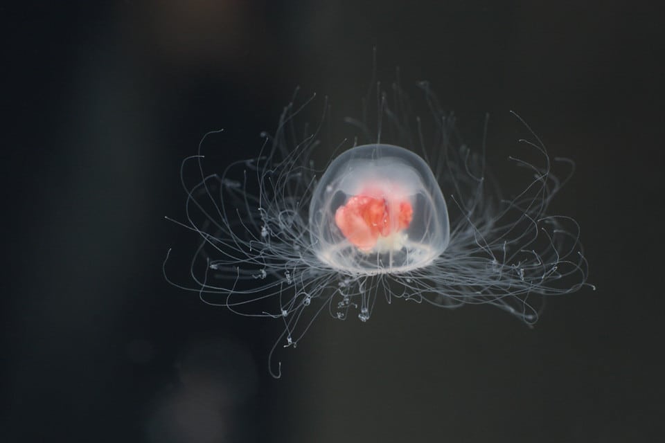 Immortal Jellyfish Have Protective Genes