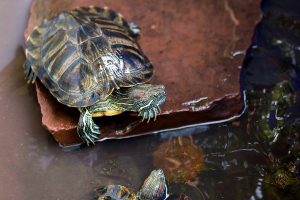 Introducing Your Turtle to the Tank