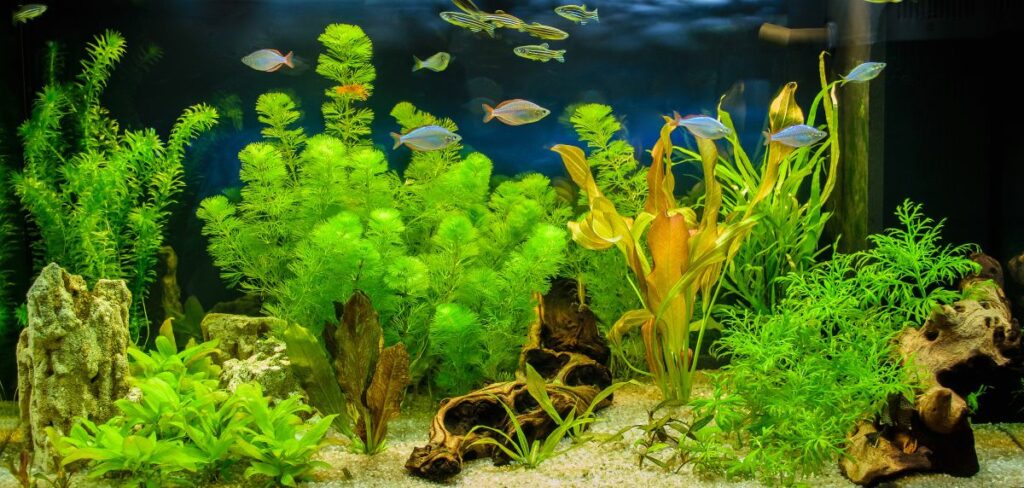 Live Plants and Aquascaping
