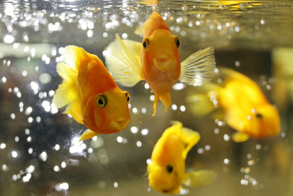 Names for Goldfish Pair