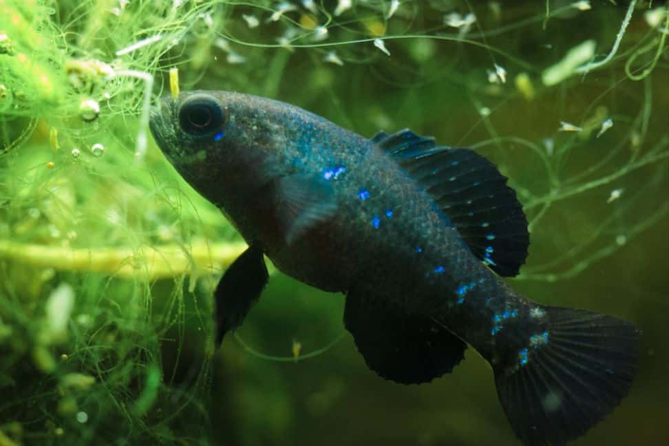 Pygmy Sunfish