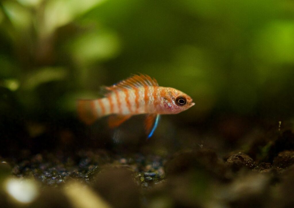 Scarlet Badis