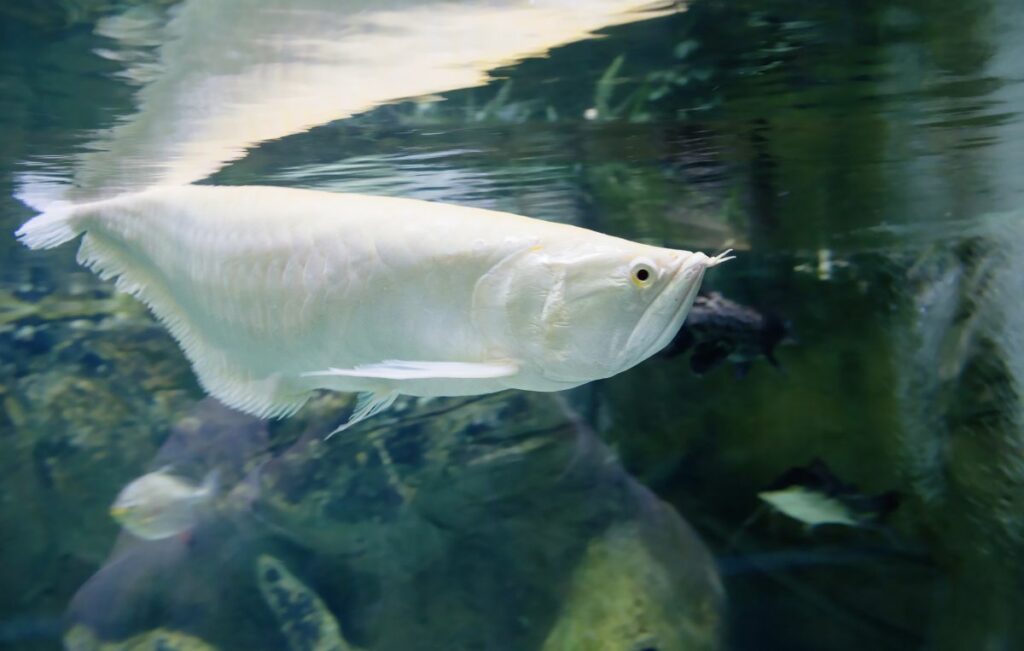 Silver Arowana