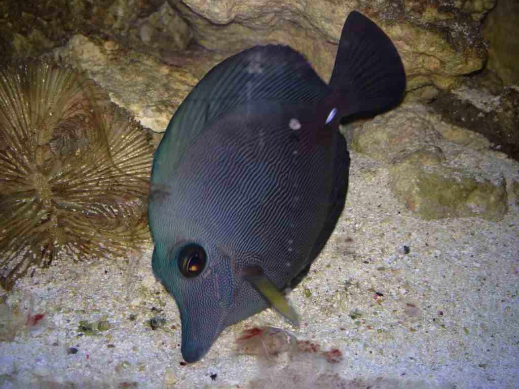 Water Conditions for Black Longnose Tangs