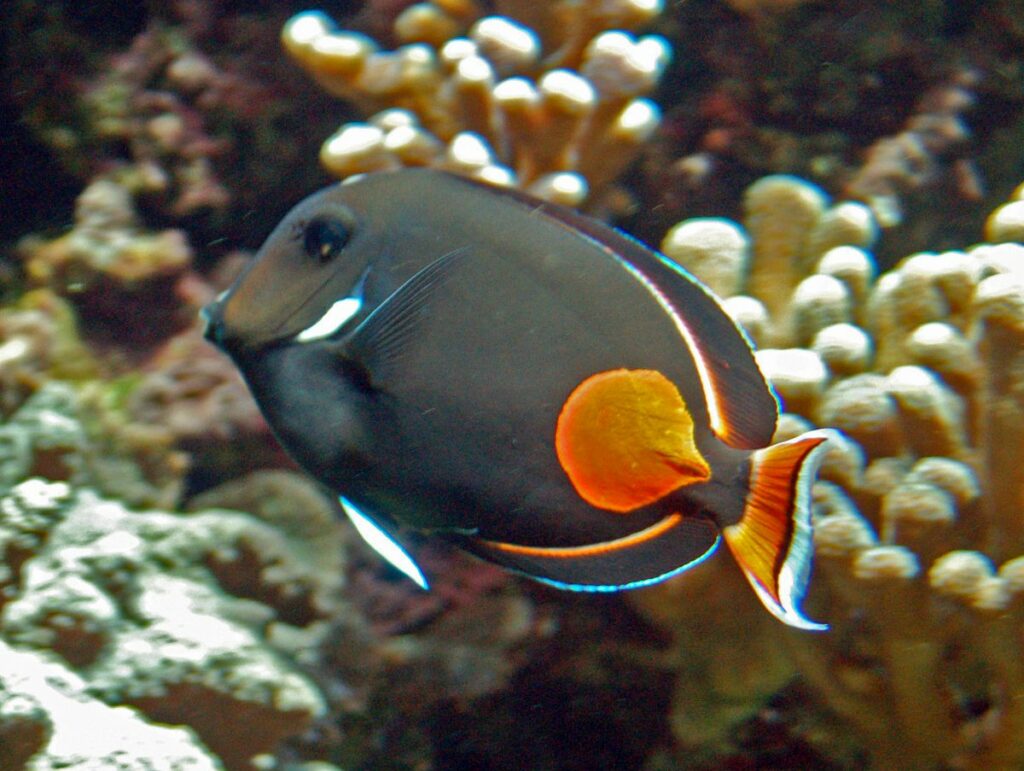 Water Conditions for an Achilles Tang