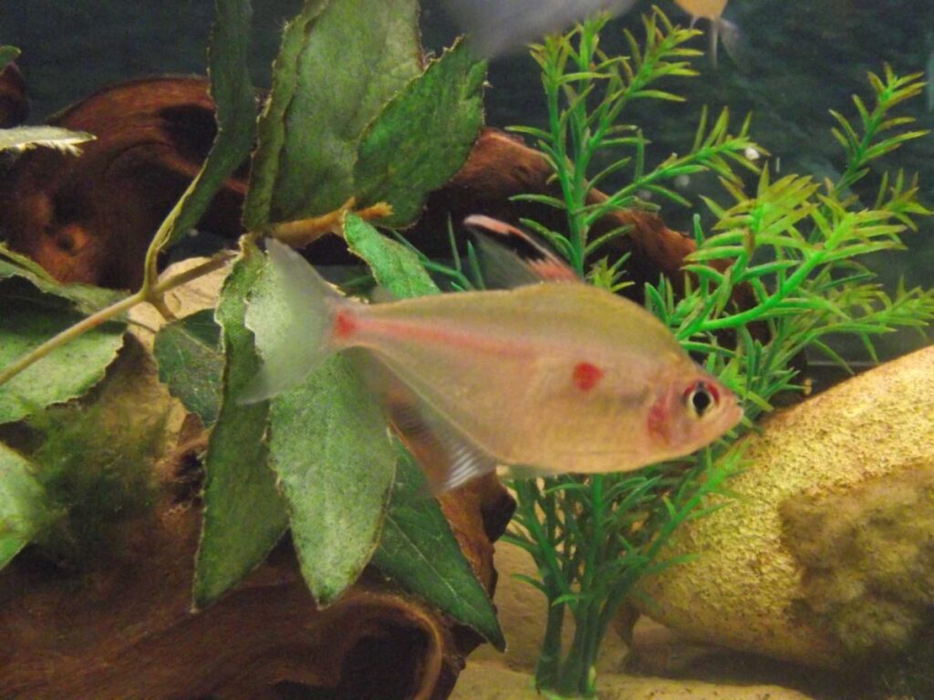 What Do Bleeding Heart Tetras Eat?