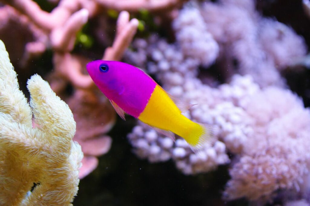 What Do Dottyback Fish Eat
