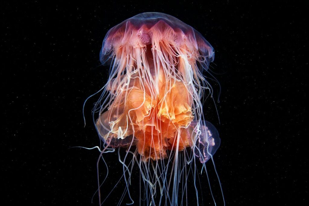 What Do Jellyfish Eat