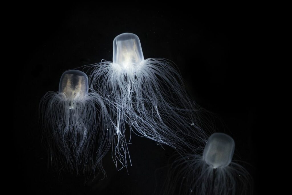 What If You Could Live Forever? The Immortal Jellyfish Can