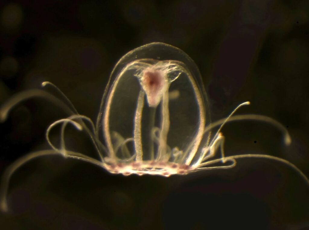 What Immortal Jellyfish Look Like