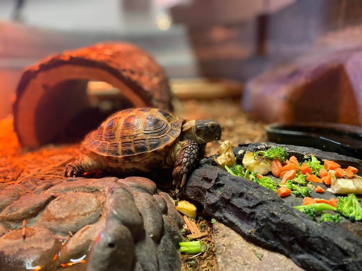 Why Do You Need UVB Light For Turtles 