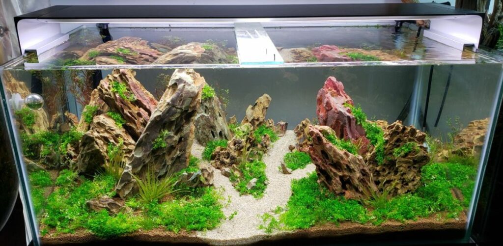 Aquarium Water Parameters and Conditions