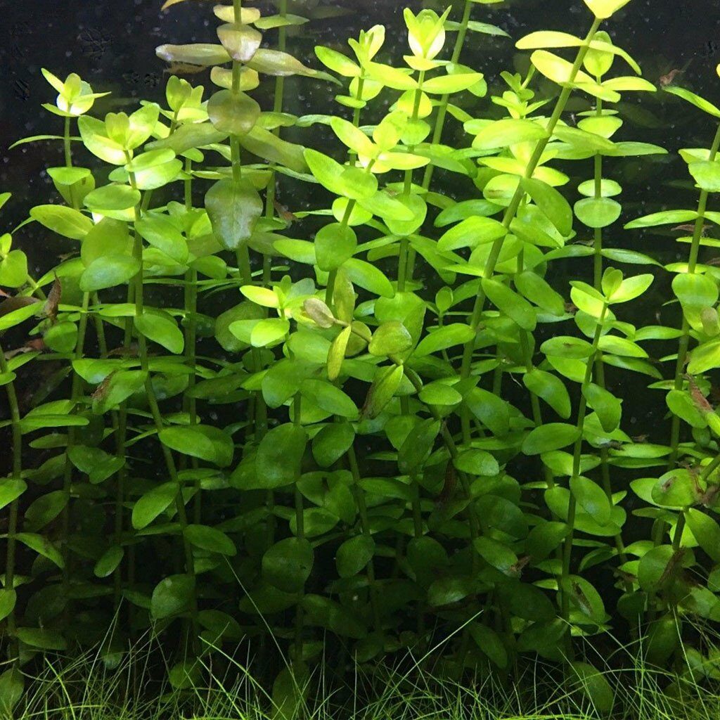 Bacopa Aquarium Plant Fertilizer