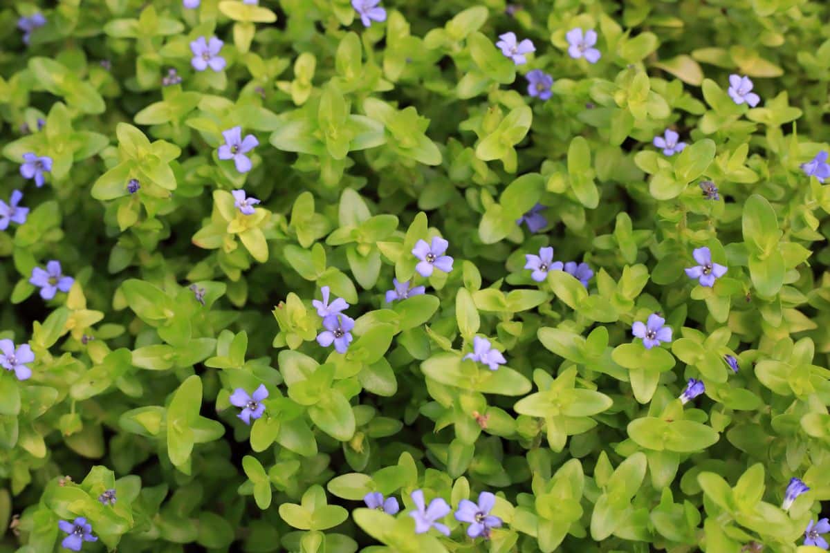 Bacopa Caroliniana Aquarium