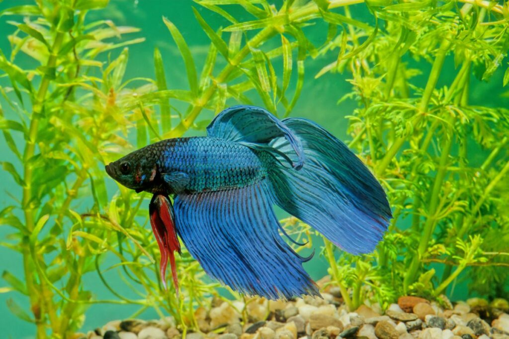 Betta splendens