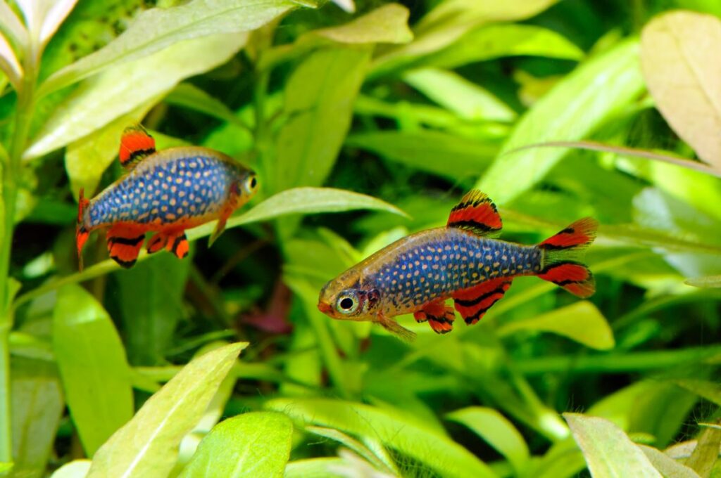 Celestial Pearl Danio