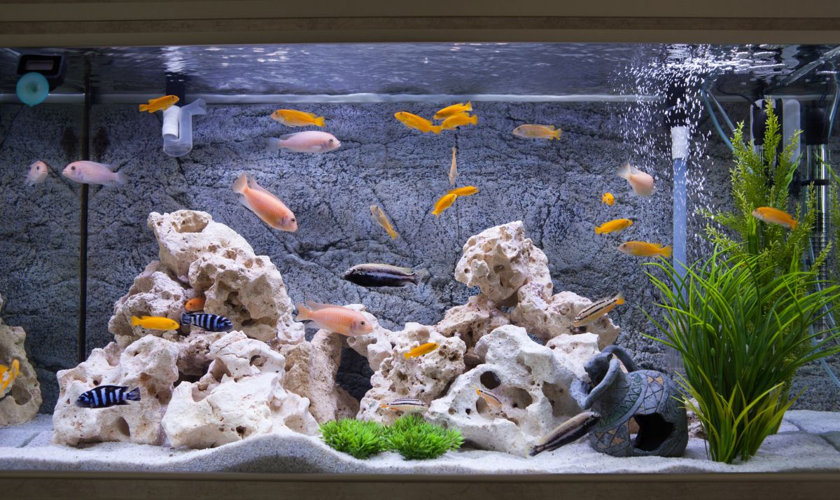 How To Increase Ph Fish Tank