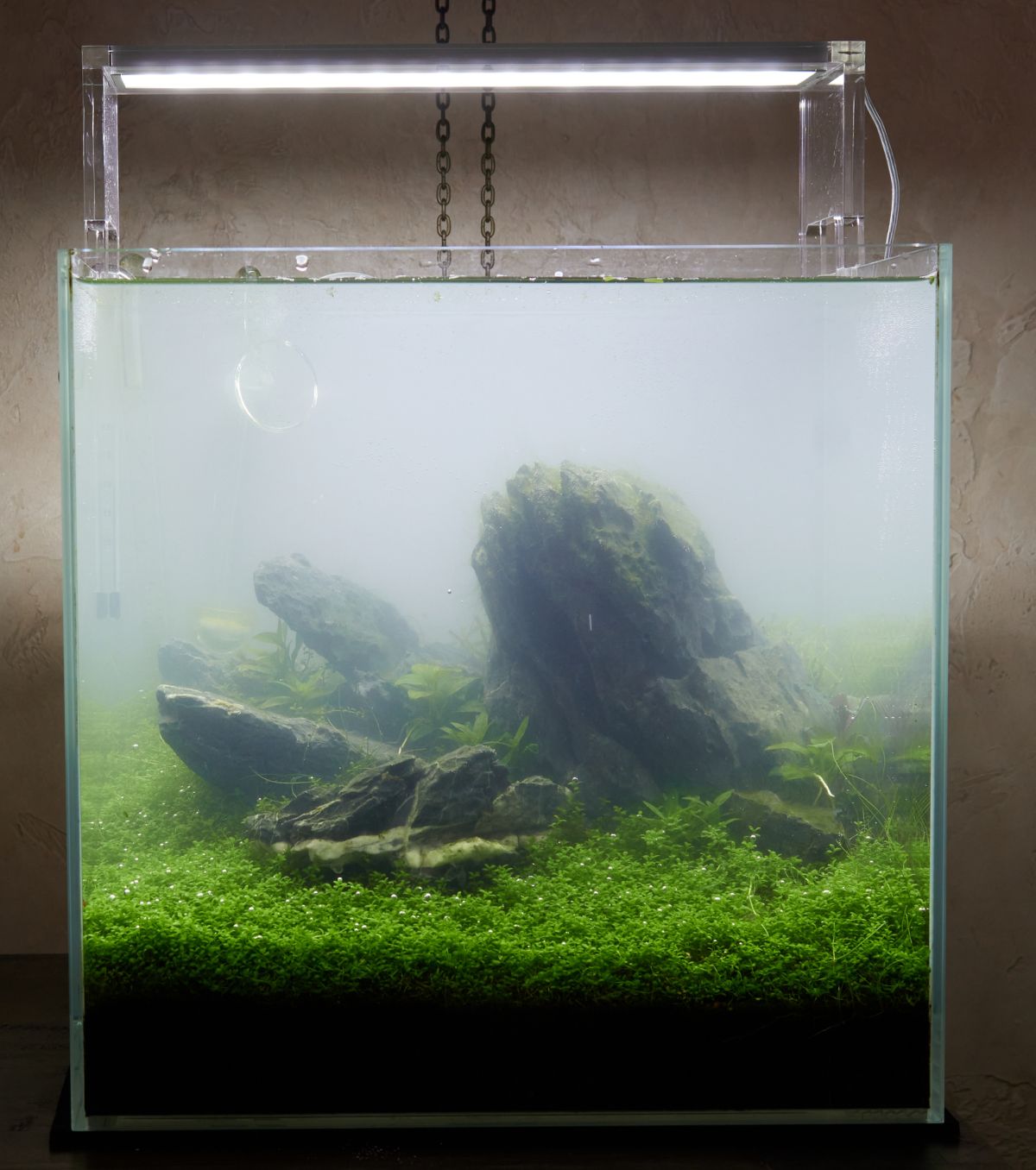 What Causes Aquarium Bacterial Blooms 