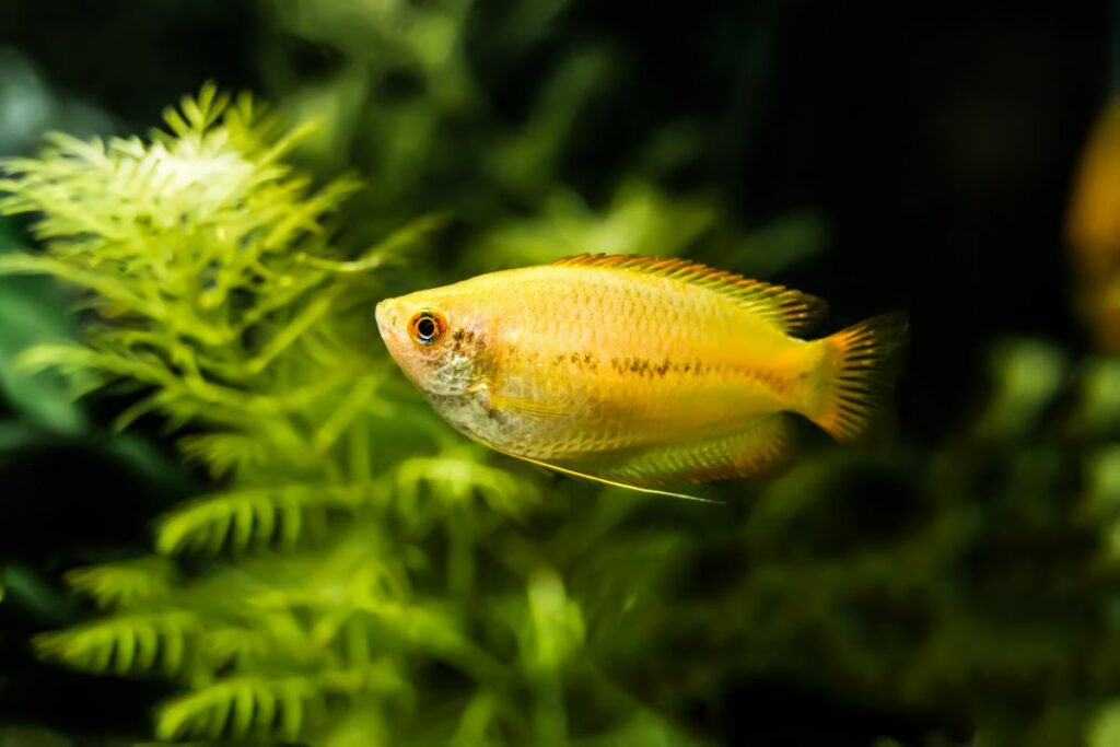 Gouramis 