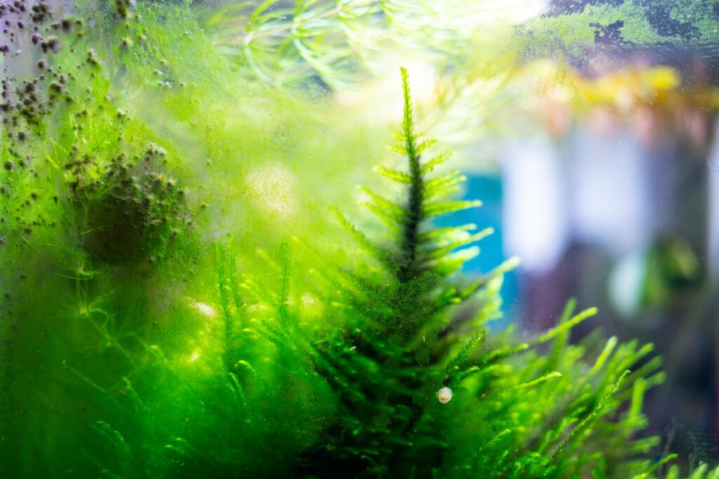 Green Aquarium Water Causes and Cures