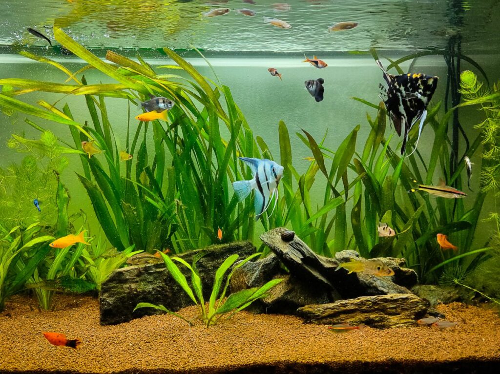 How To Create A Peaceful Freshwater Community Fish Tank