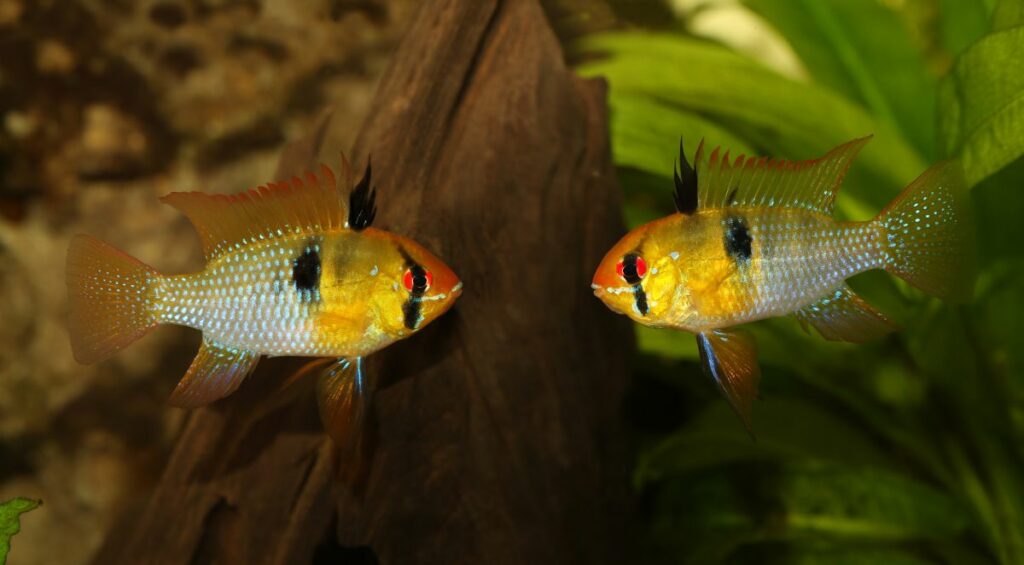 Mikrogeophagus ramirezi