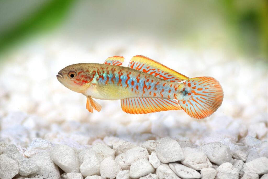 Peacock Gudgeon