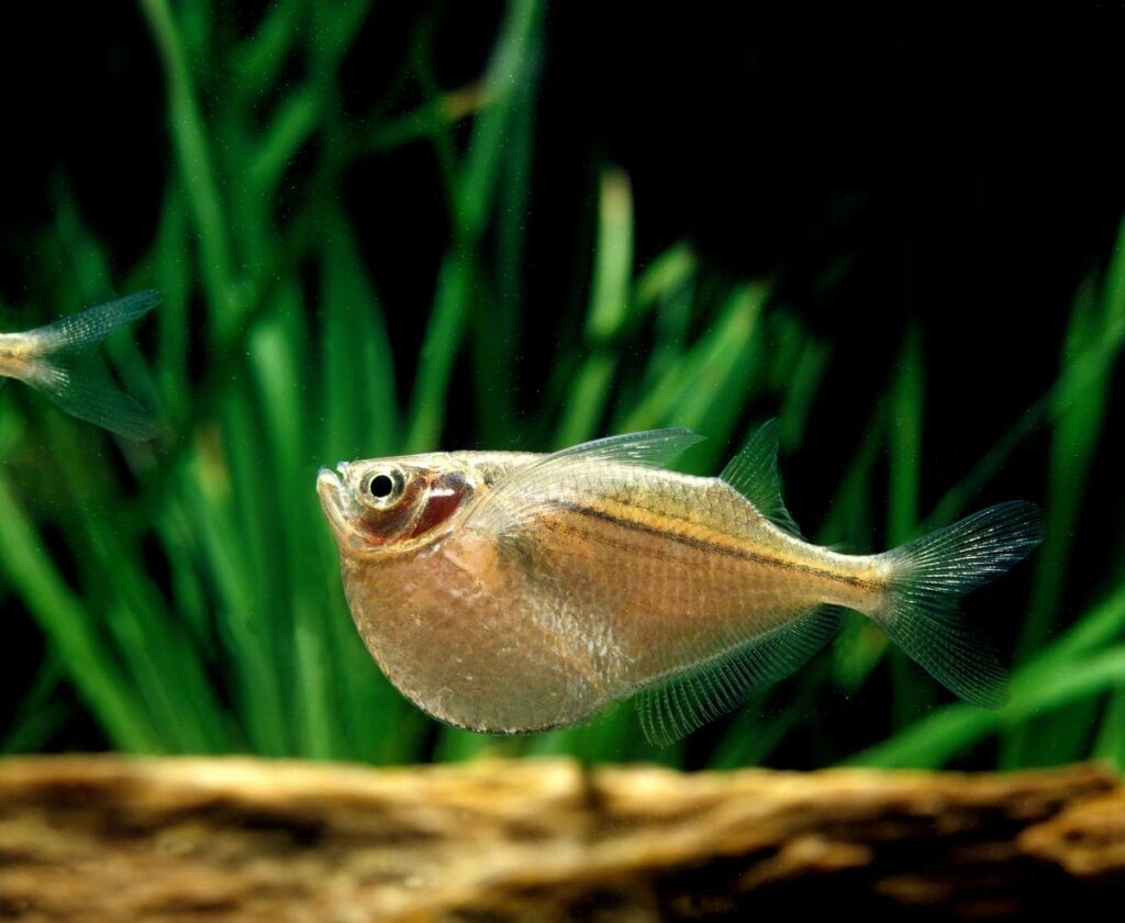 Pygmy Hatchetfish