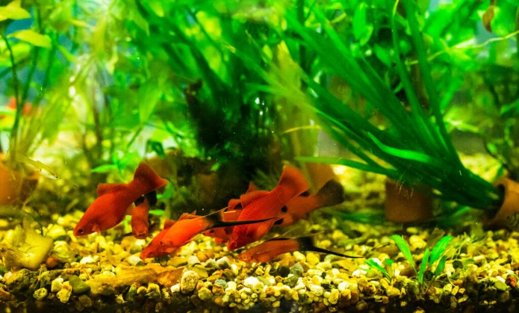 Swordtails 