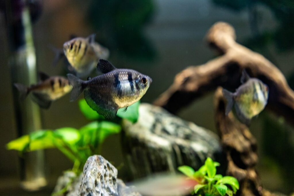 Tetras 