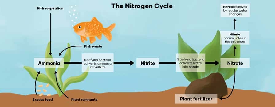 The Aquarium Nitrogen Cycle