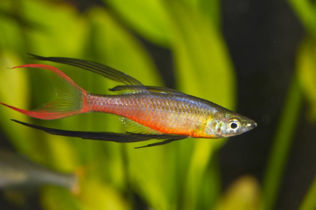 Threadfin Rainbowfish