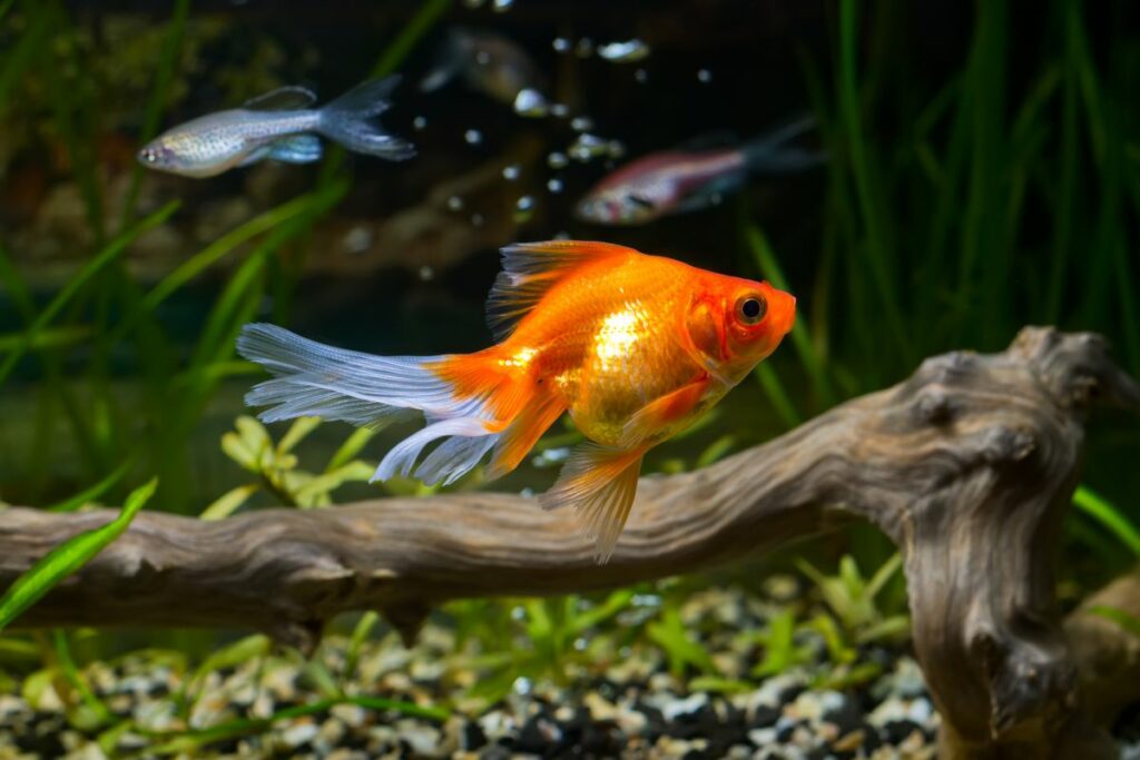 Water Changes and Fish Health