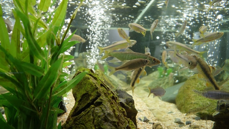 What Causes Aquarium Bacterial Blooms?