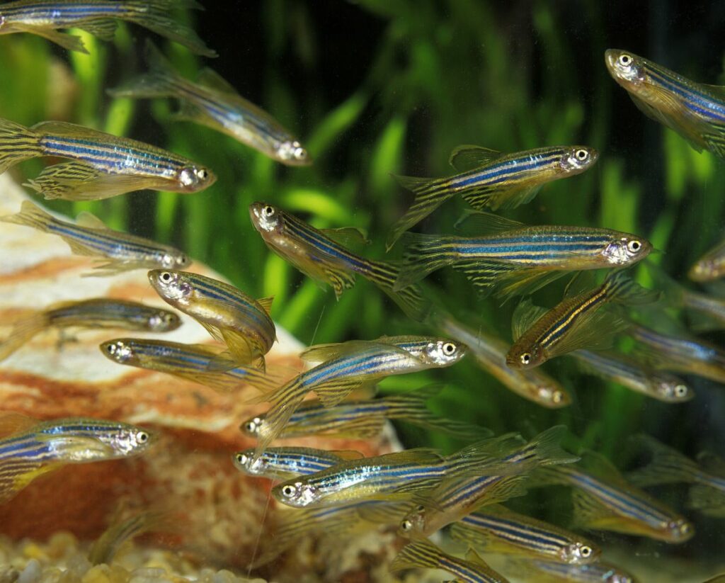 Zebra Danios