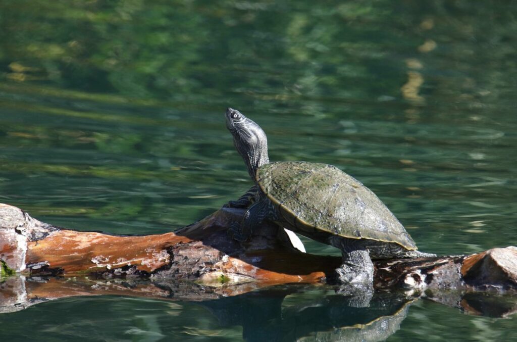A Guide To Northern Map Turtle Care