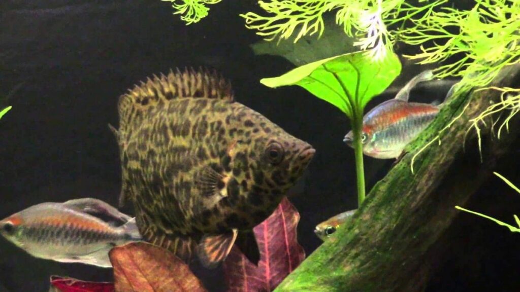African Leaf Fish Tank Mates