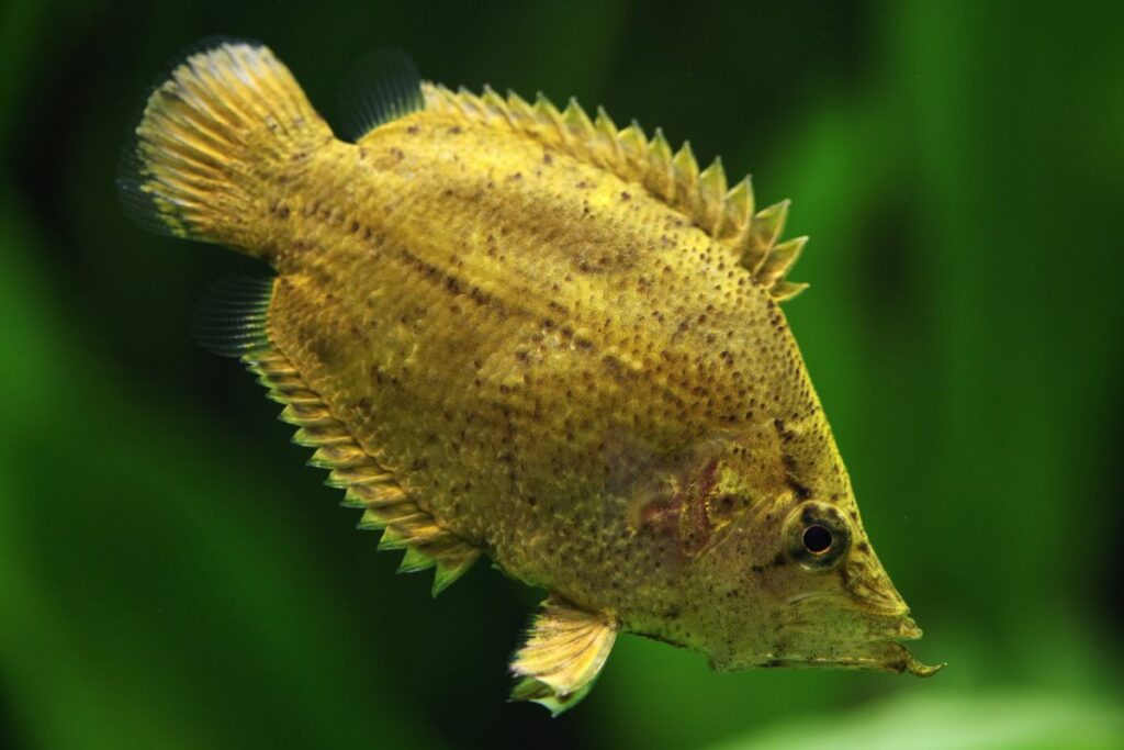 Amazon Leaf Fish