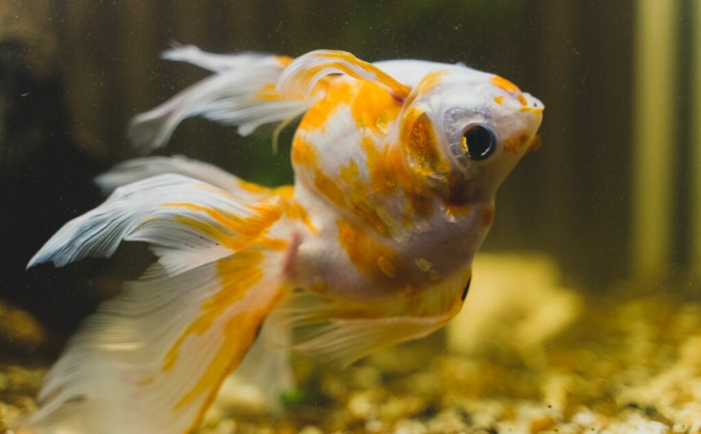 Ammonia Poisoning in Aquarium Fish