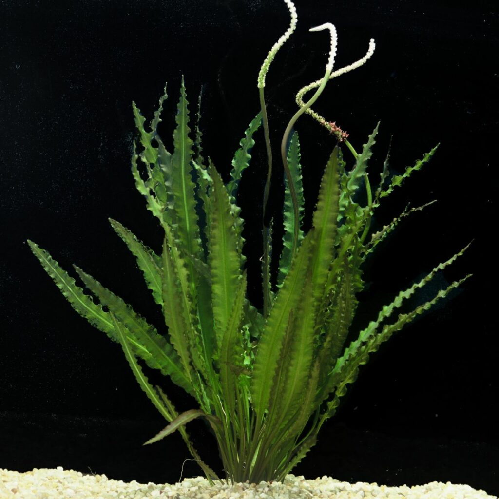 Aponogeton crispus