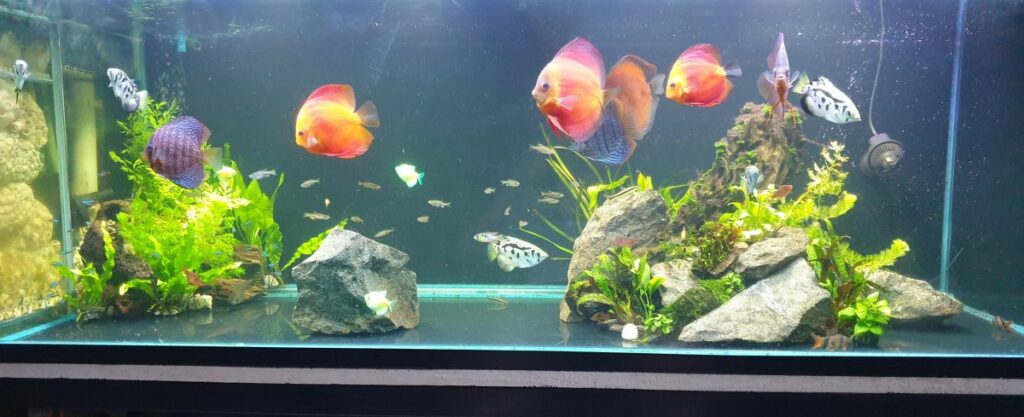 Bare Bottom Fish Tank