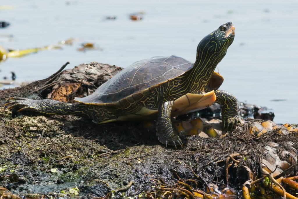 Common Map Turtle Range