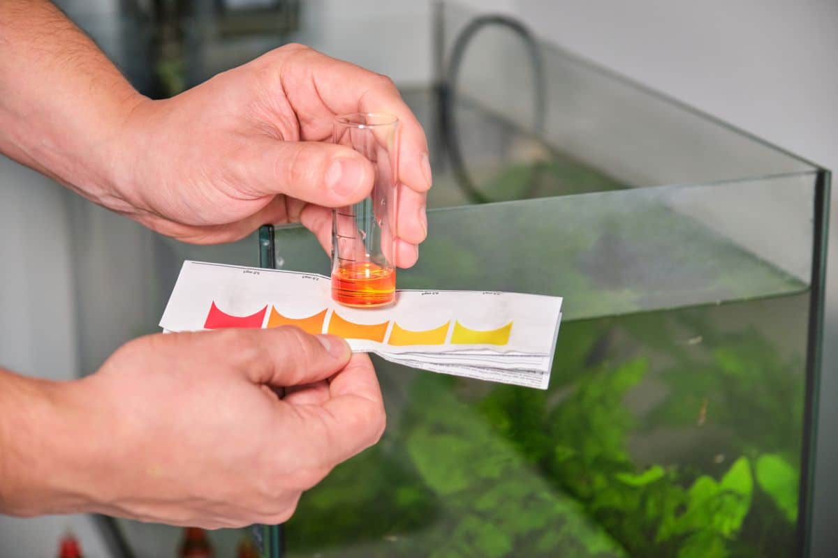 Low Ammonia in Aquarium