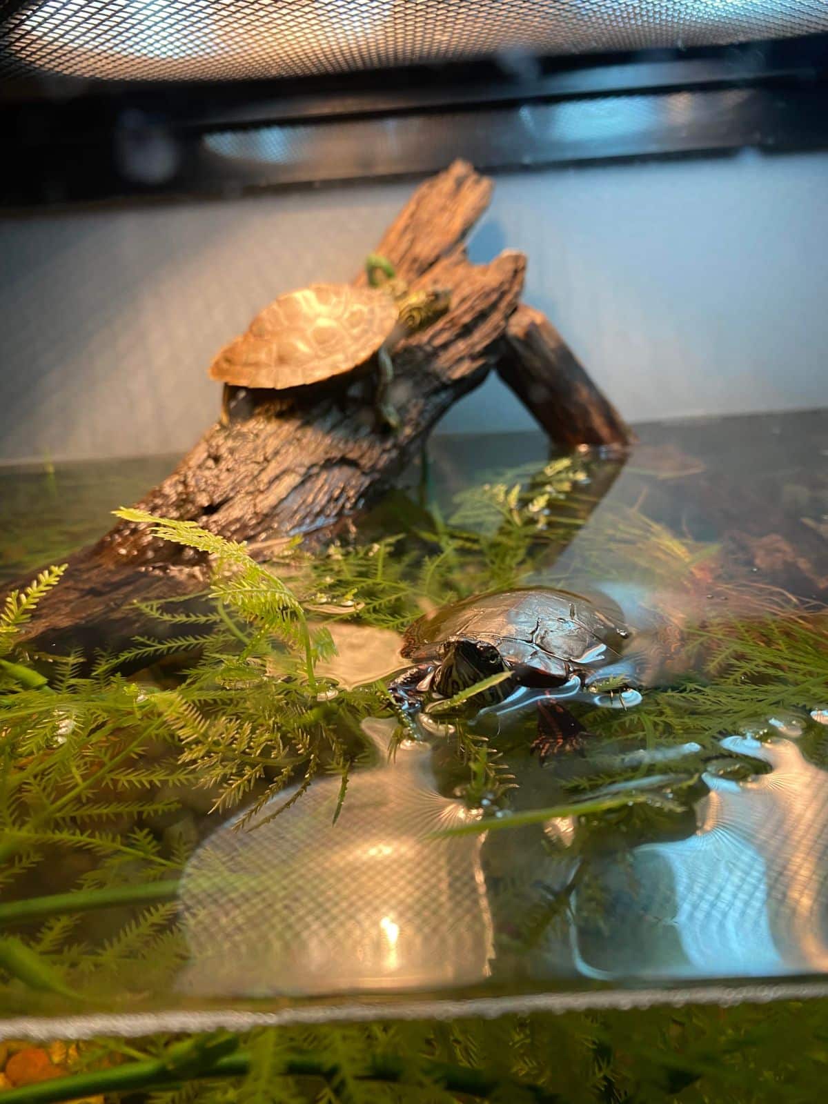 A Guide To Northern Map Turtle Care